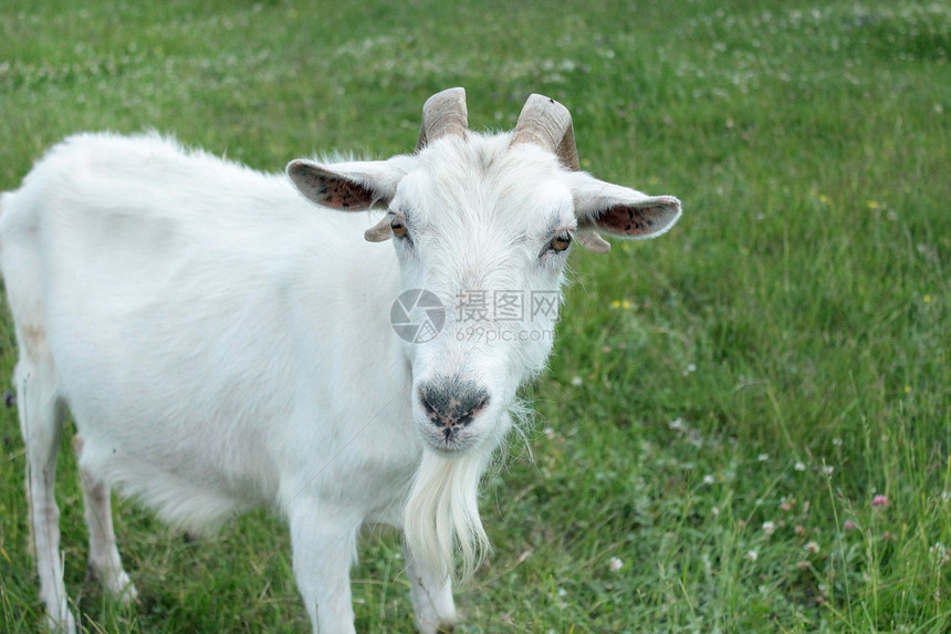 山羊头动物哺乳动物牛奶夫妻家畜胡须畜牧业假期农场幼兽图片