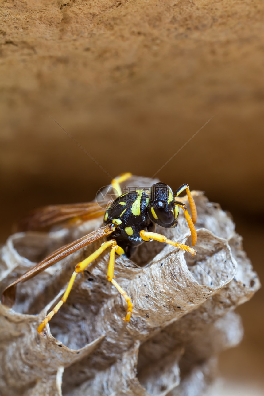 黄蜂女纸嵌套女王叶柄殖民地昆虫昆虫学宏观微距野生动物图片