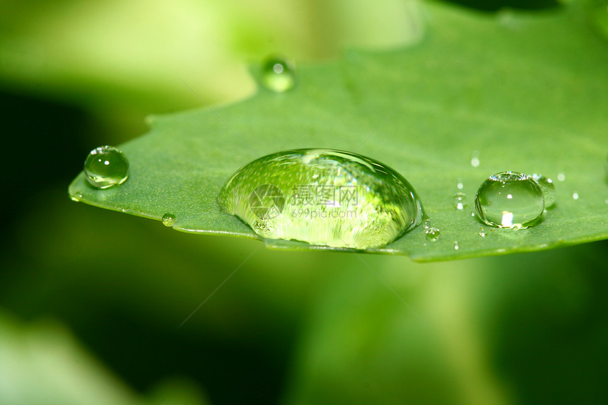 自然自流水环境露珠绿色水滴液体生长生活叶子宏观草地图片