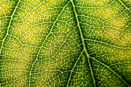 后翻页墙纸宏观园艺植物群细胞微距树叶叶子静脉光合作用背景图片