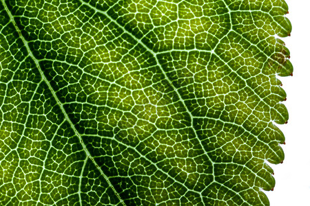后翻页树叶光合作用植物学叶子静脉植物群墙纸宏观微距园艺背景图片