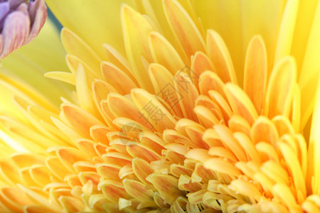 花礼物植物植物群美丽黄色宏观花朵背景图片