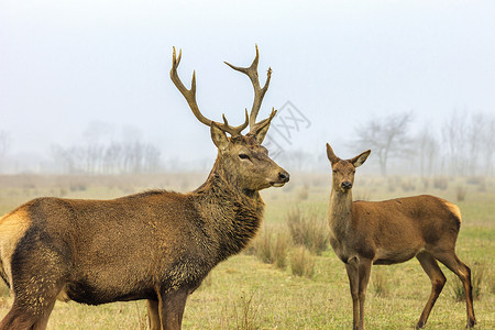 一鹿有你鹿和鹿男性马鹿金子沉思季节动物橙子红鹿薄雾鹿角背景