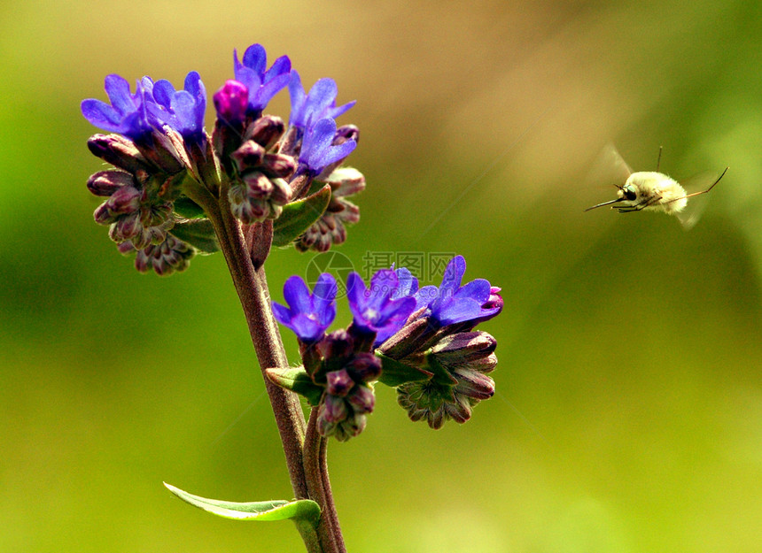 在我的花园里绿色野生动物花朵甲虫叶子植物昆虫动物翅膀臭虫图片