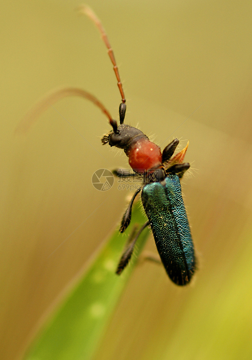 臭虫翅膀叶子动物甲虫宏观植物学家绿色花朵昆虫图片
