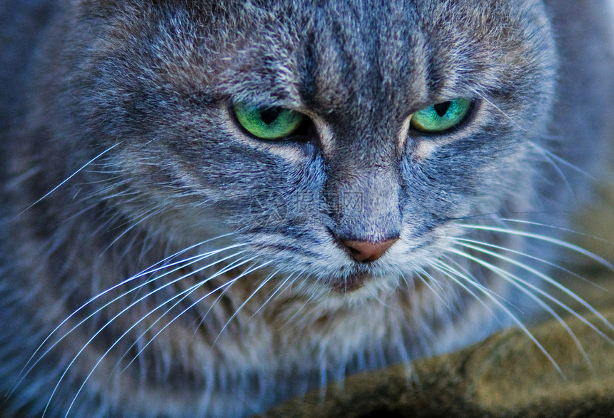 猫咪小猫毛皮哺乳动物头发动物胡须捕食者鼻子眼睛图片