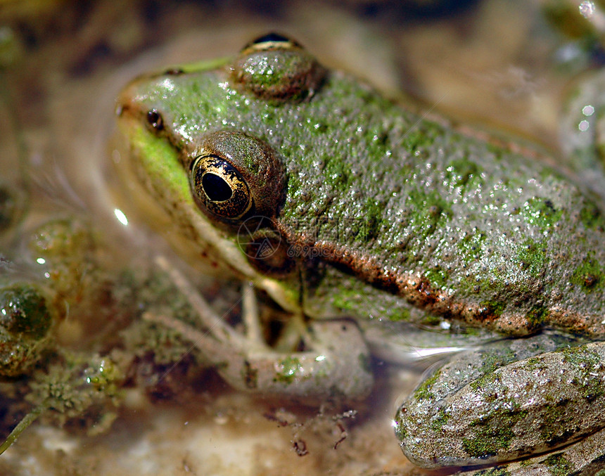 青蛙沼泽池塘野生动物宏观动物水陆眼睛生物两栖绿色图片