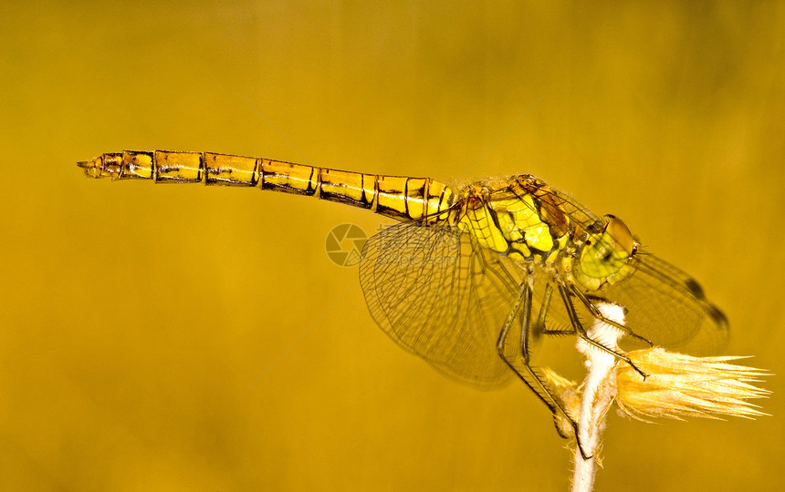 龙昆虫黄色蜻蜓翅膀飞行宏观漏洞眼睛图片
