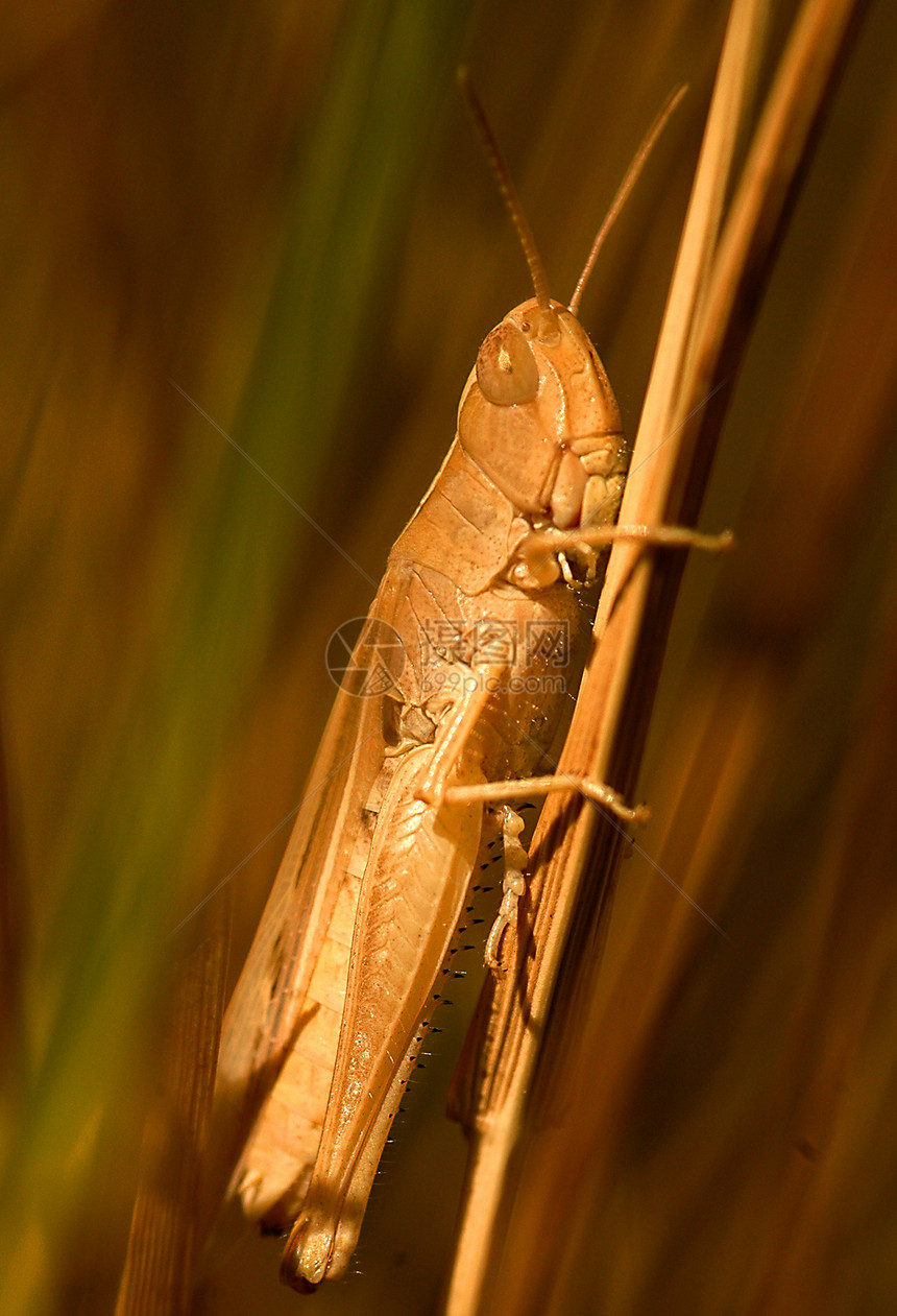 蚂蚱漏洞料斗动物绿色叶子野生动物害虫蟋蟀植物眼睛图片