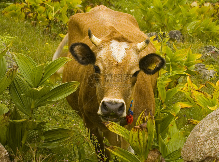 奶牛农场草地牛奶场地国家家畜白色谷仓乡村哺乳动物图片