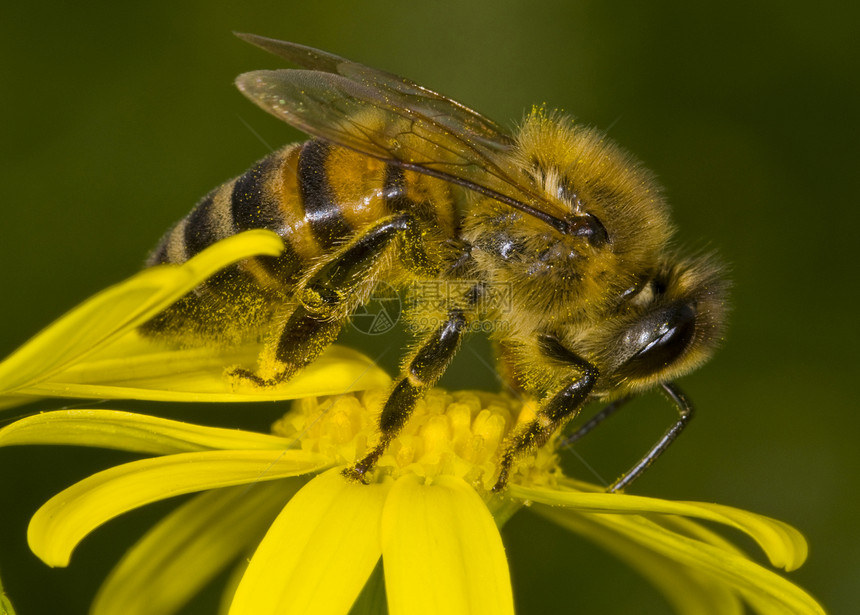 蜜蜂花园黄色蜂蜜植物群花粉植物工作蜂翅膀宏观漏洞图片