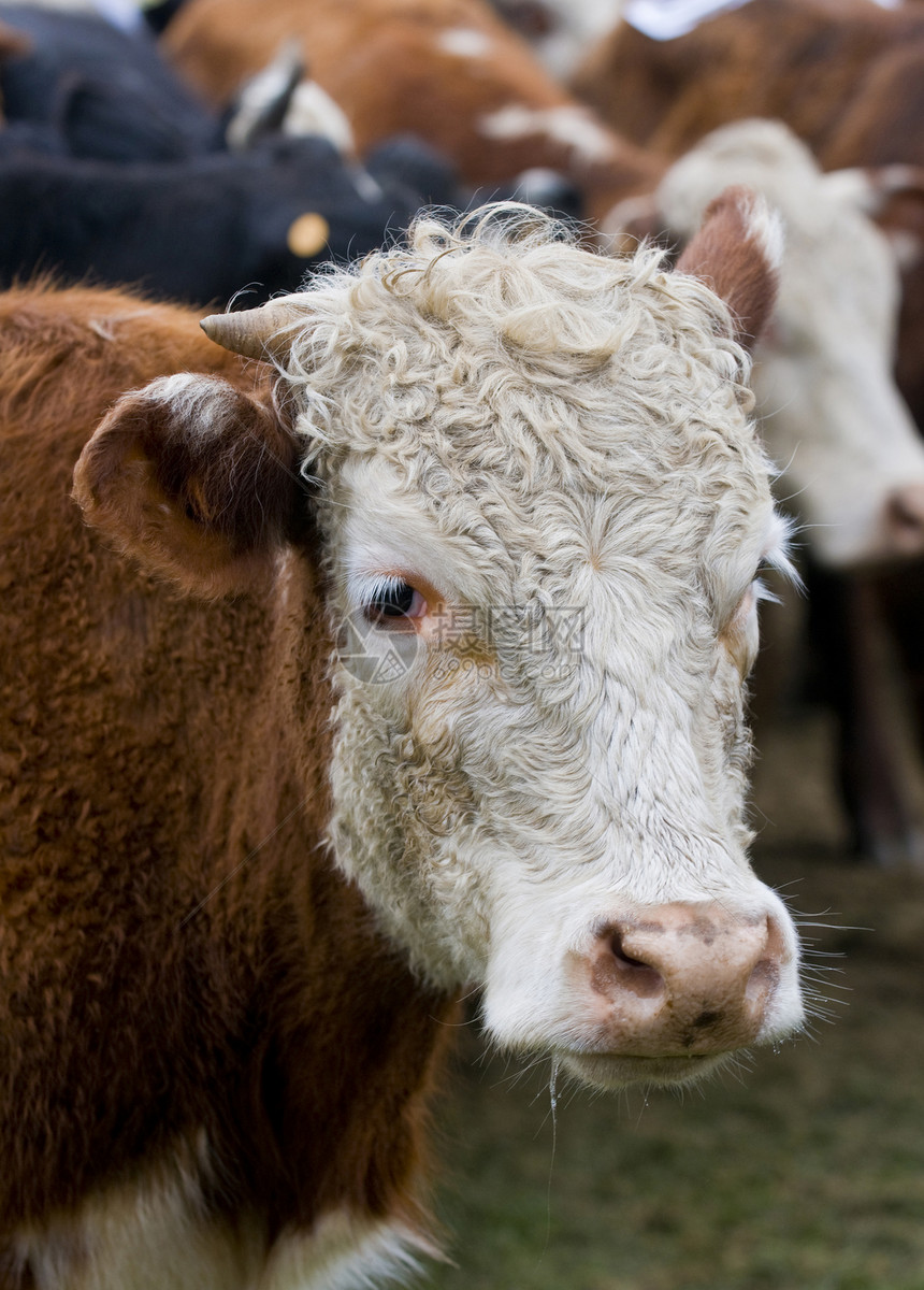 奶牛鼻子家畜食物哺乳动物农田牧场驾驶农场动物国家图片