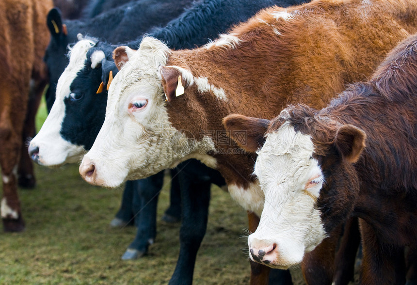 奶牛草地喇叭食物农业驾驶鼻子哺乳动物棕色牛肉场地图片