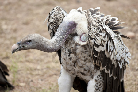 白背秃鹰非洲自然高清图片