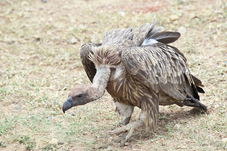 非洲白背秃鹫自然猛禽高清图片