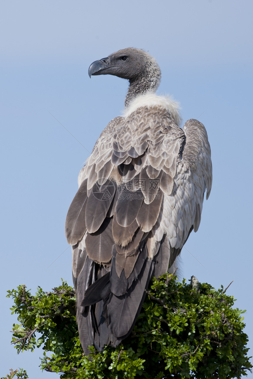 白壳秃鹫国家捕食者翅膀吉卜赛野生动物食肉白色白背清道夫动物图片