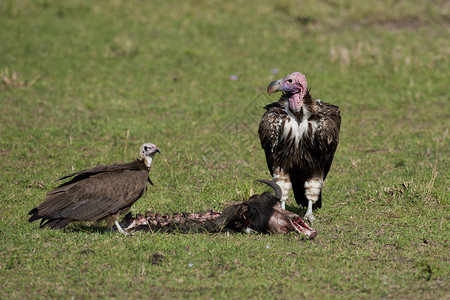面肌瘫痪两条布偶面的花蕾秃鹫国家猎物腰肌白色垂面野生动物羽毛秃鹰捕食者动物群背景