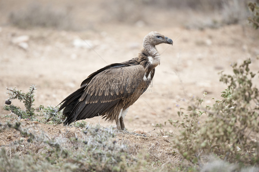 白壳秃鹫羽毛动物群公园国家清道夫野生动物动物吉卜赛荒野白背图片