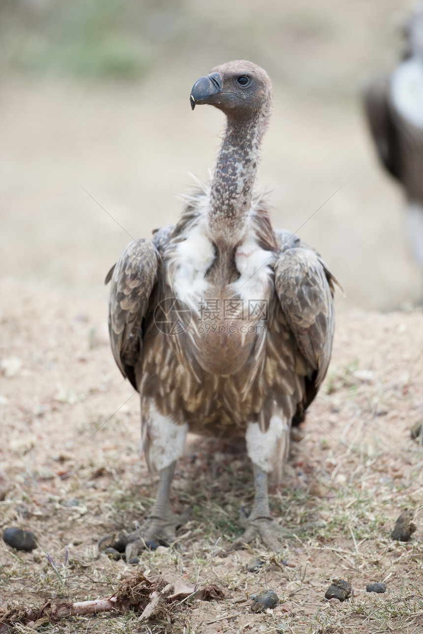 白壳秃鹫清道夫动物群野生动物动物捕食者食肉国家账单荒野羽毛图片
