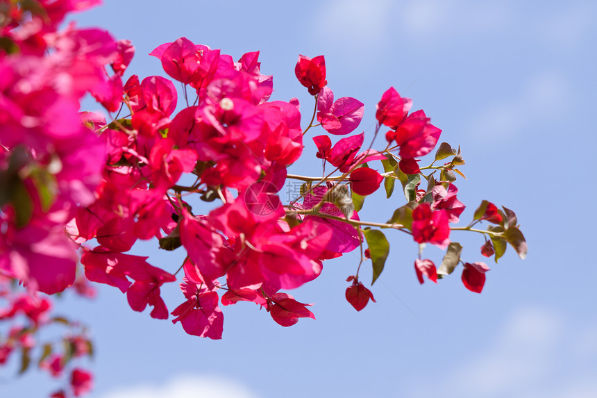 美丽的粉红紫红红色布加维亚花朵和蓝色的天空公园气候衬套花园植物群花瓣自然晴天植物紫色图片
