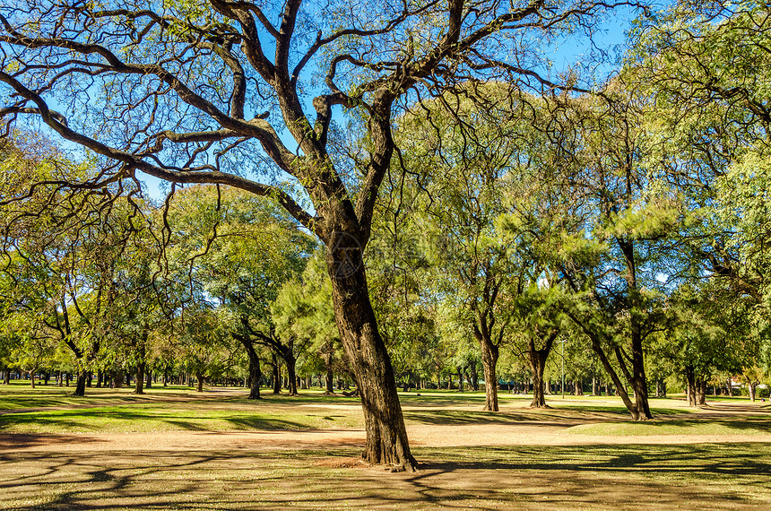 城市公园环境蓝色场地叶子花园太阳草地树木森林绿色图片