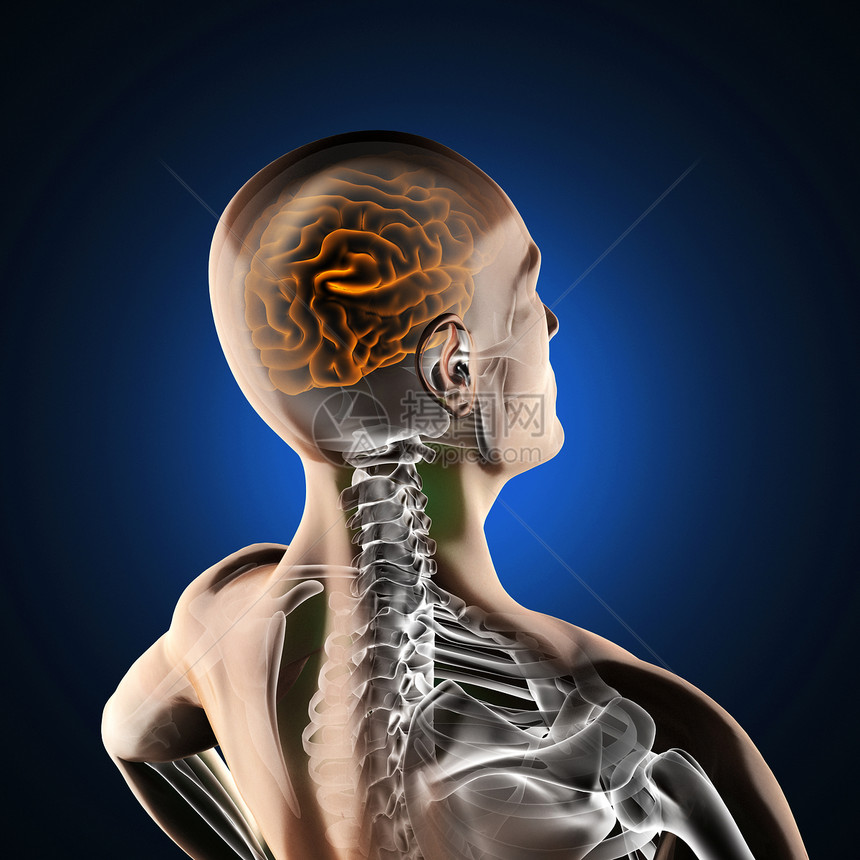 人类脑放射摄影扫描科学男性身体x光谐振药品病人生物学骨骼放射科图片