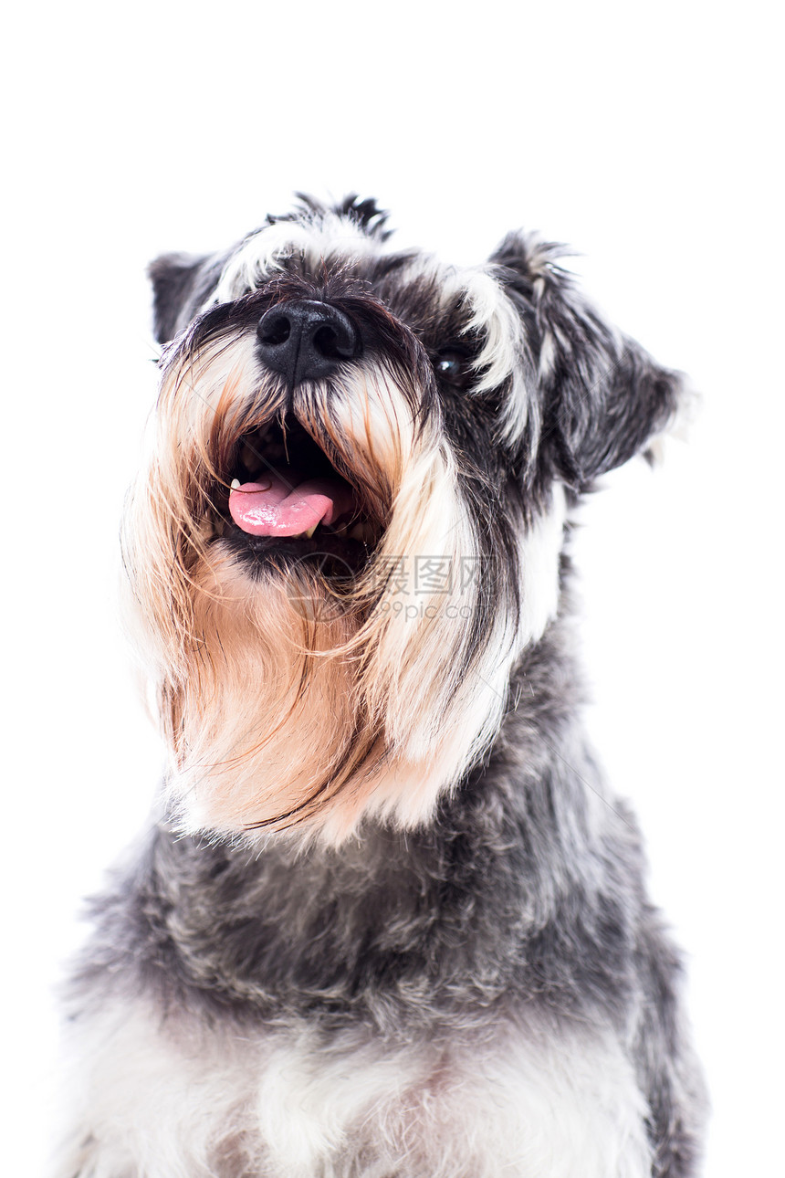 美丽的Schnauzer狗的肖像图片
