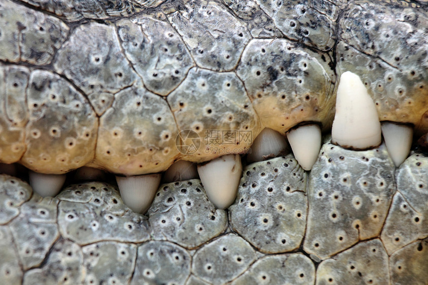 鳄齿食肉牙齿危险宏观生物白色爬虫水平动物园动物图片