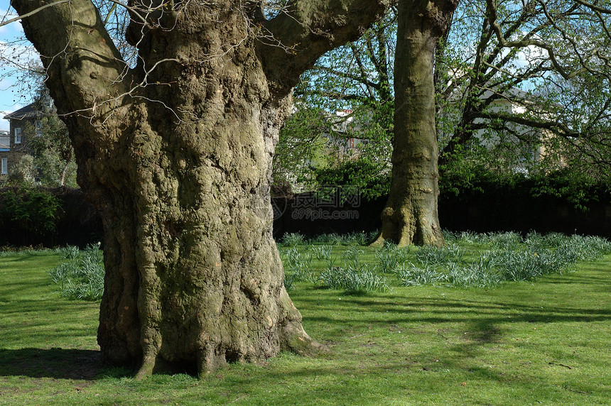 伦敦公园中的树木图片