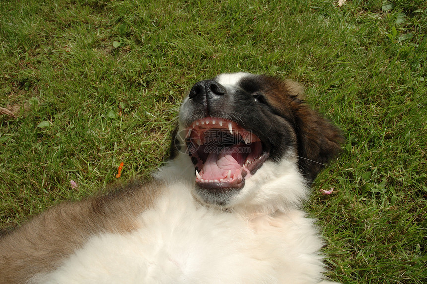 微笑的狗狗黑色棕色乐趣花园身体牙齿哺乳动物毛皮白色宠物图片