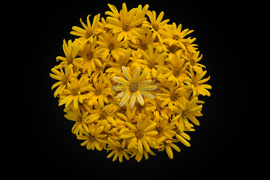 鲜花植物学背景物体纹理花园花朵图片