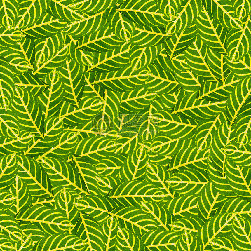 用于背景 文字和编织的绿叶生长生活叶子园艺花园美丽生物学绿色宏观材料图片
