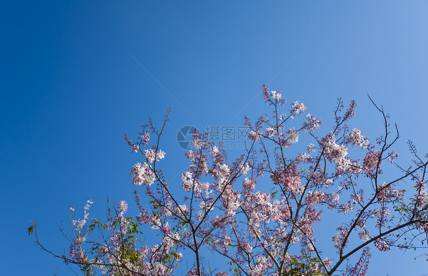 春天的花朵 蓝天空背景美丽园艺格柏蓝色粉色绿色植物保护花束草地图片