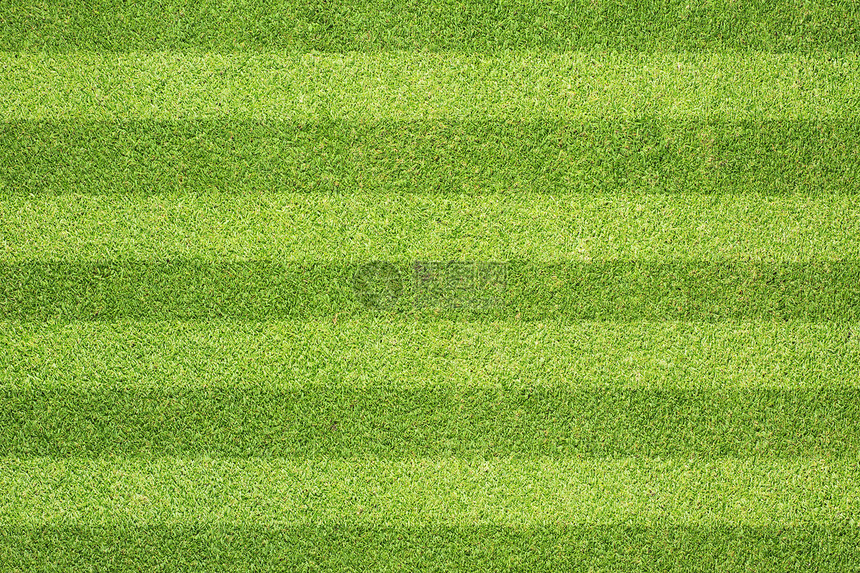 绿草质素和背景草本植物草地叶子土地墙纸足球院子植物公园绿色植物图片