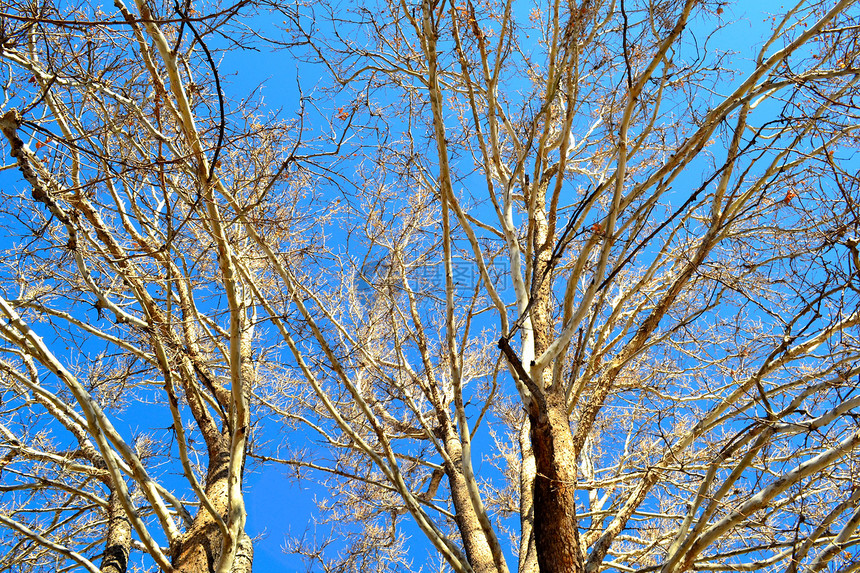 冬季的高树季节太阳天空温度蓝色树干阴影日光环境蓝天图片