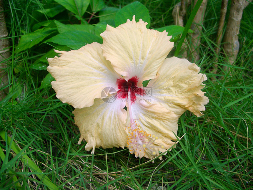希比斯库黄色花朵情调异国热带植物学图片