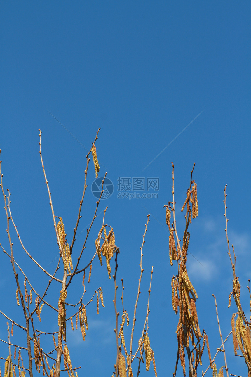 Birch树猫桦木柳絮黄色枝条绿色季节性天空生长植物叶子图片