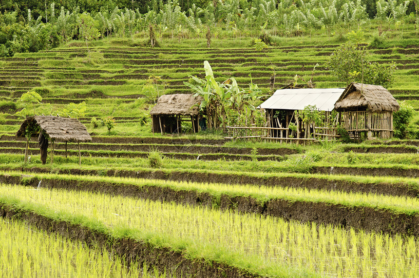 的稻田旅行热带农村建筑物乡村场地房屋图片