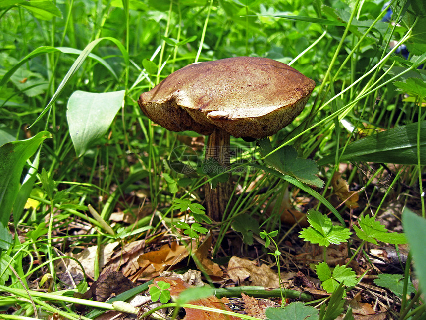 森林里的大蘑菇图片