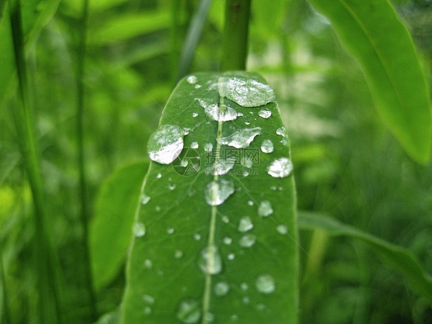 树叶上露珠森林液体水滴地面绿色稻草季节草地场地叶子图片