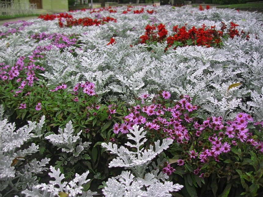 雨后鲜花的床铺 内衣 沙拉 露比基亚图片