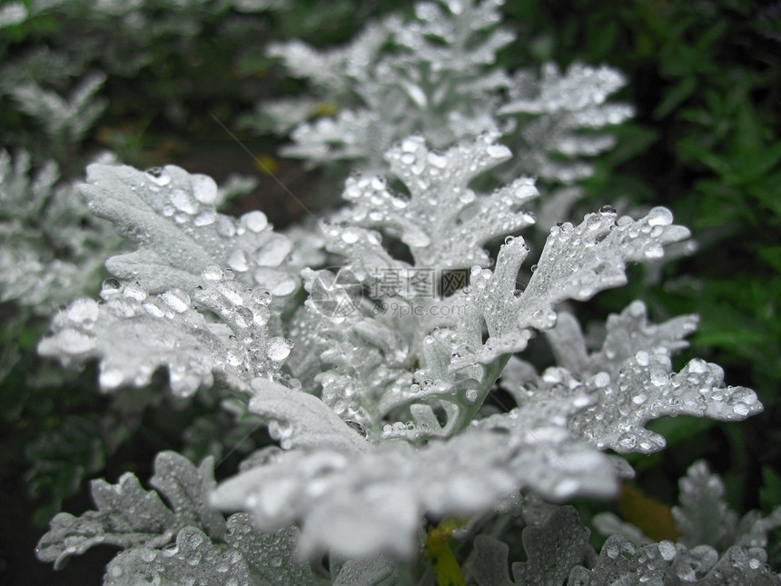 雨后鲜花的床铺 地产生长和下降钻石液体绿色粉末灰尘平台花朵衬套灌木丛季节图片