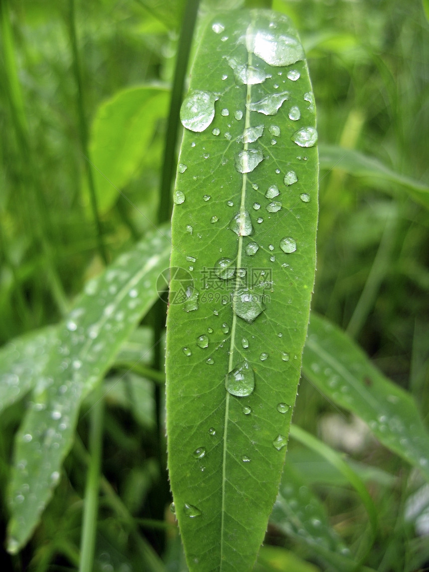 雨后露在树叶上宏观季节旅行液体露珠绿色活力生活雨滴植物图片