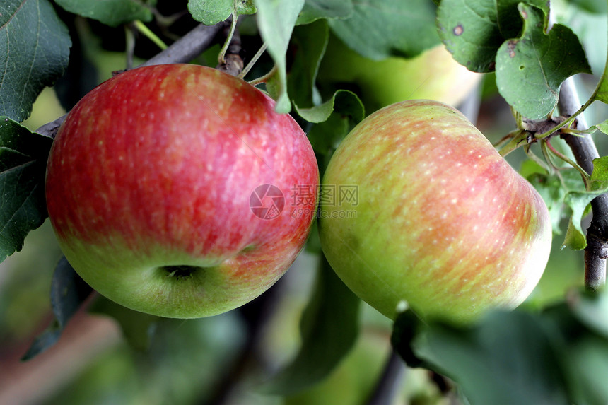 树上挂着绿苹果和红苹果收成树叶花园水果食物生长红色季节叶子图片