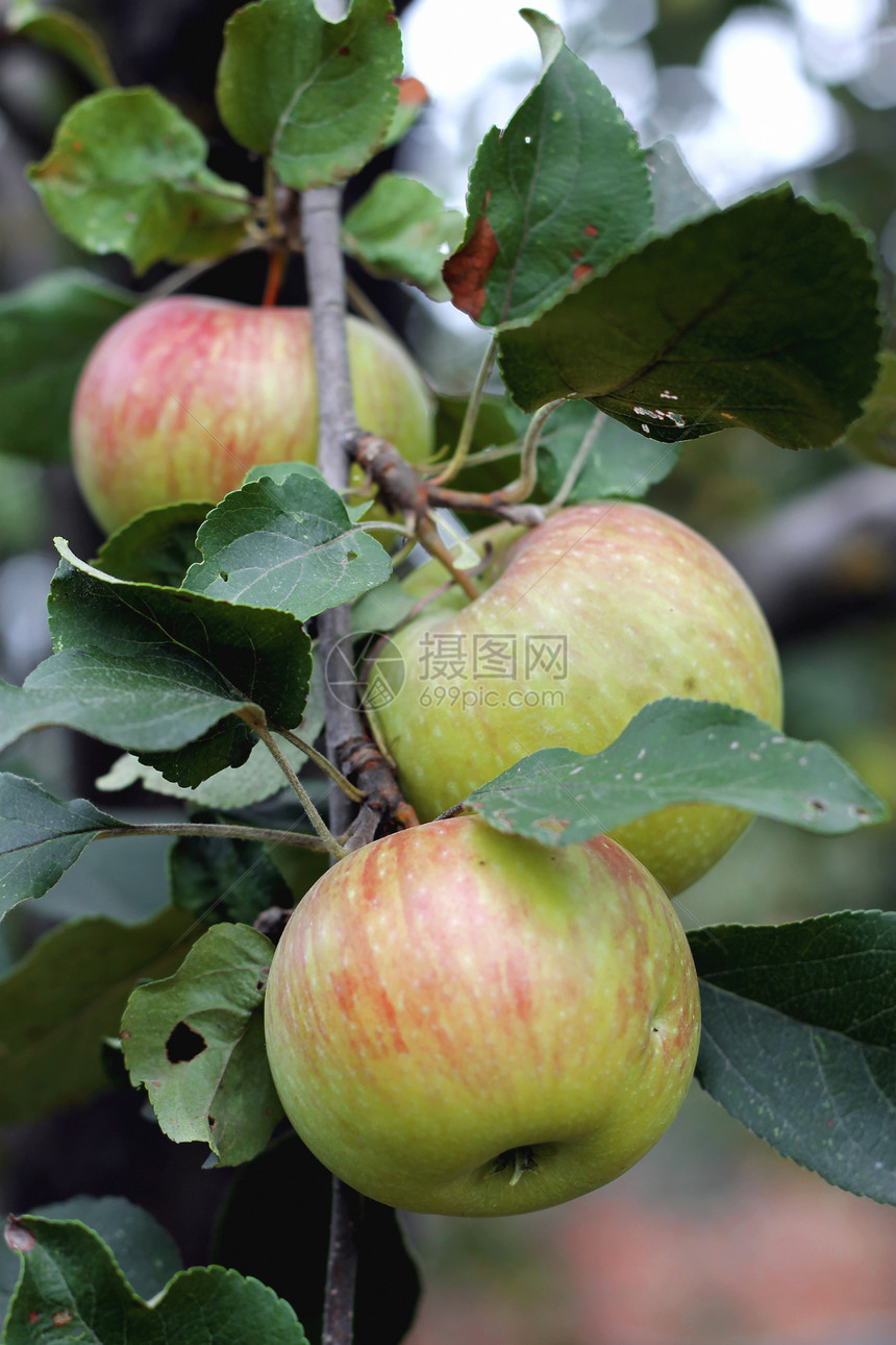 树上挂着绿苹果和红苹果季节食物水果叶子花园红色树叶生长收成图片