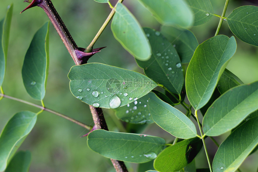 雨后绿叶上滴水别针液体植物树叶季节生长叶子图片