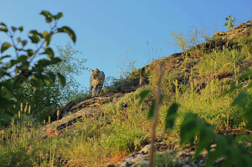 灰猫在夏山上行走图片