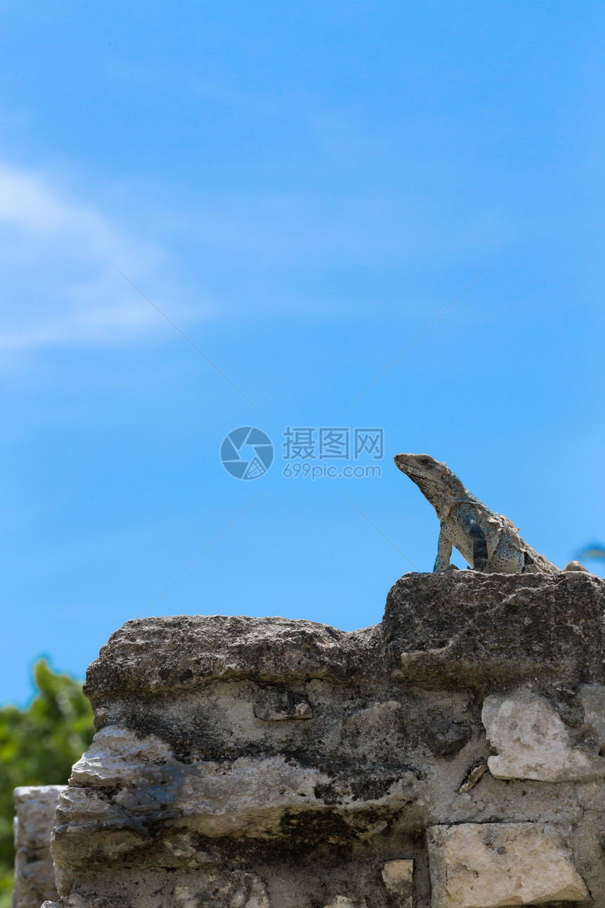 上的伊瓜纳爬行动物文化荒野历史旅行天空蜥蜴热带爬虫鬣蜥图片