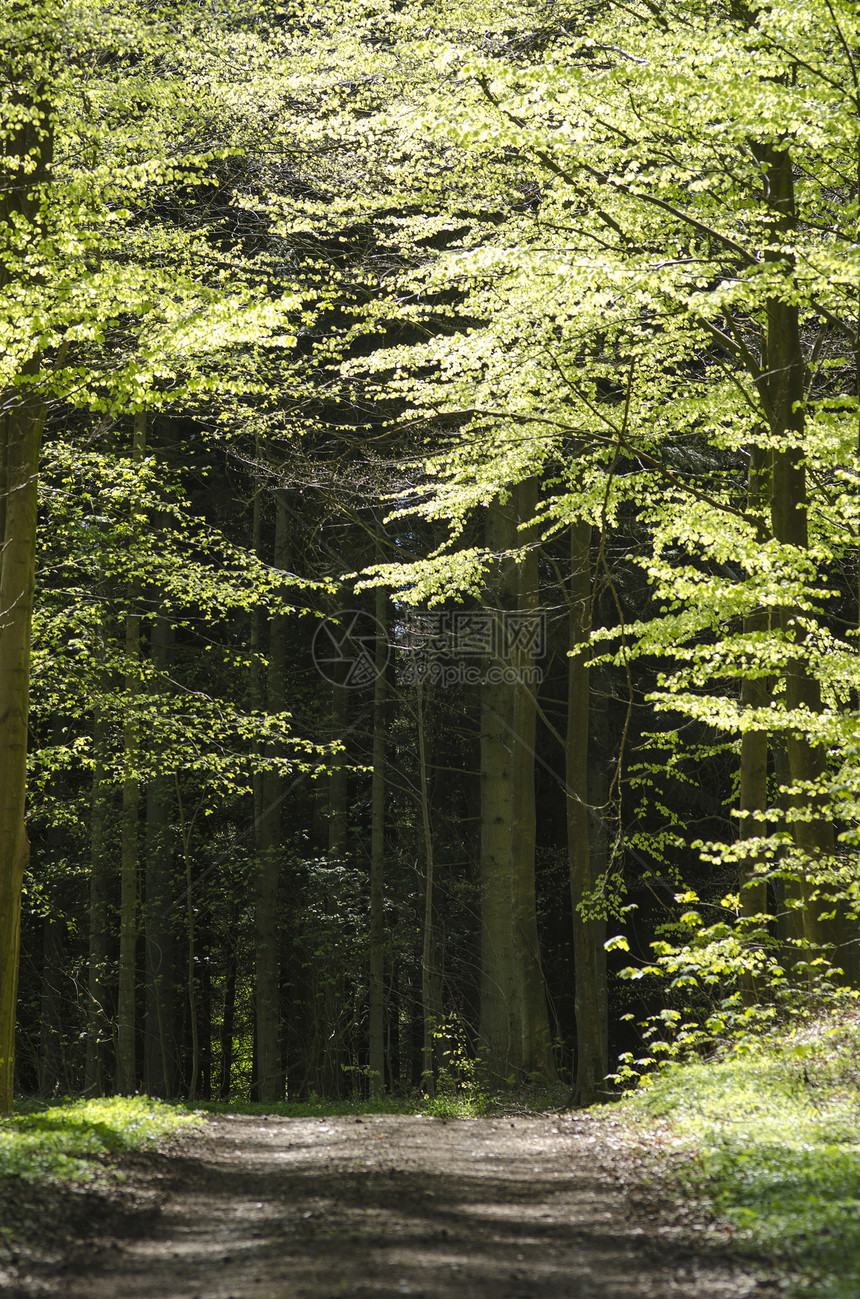 春天的森林路径木头射线晴天太阳树干公园阳光分支机构太阳光步道图片