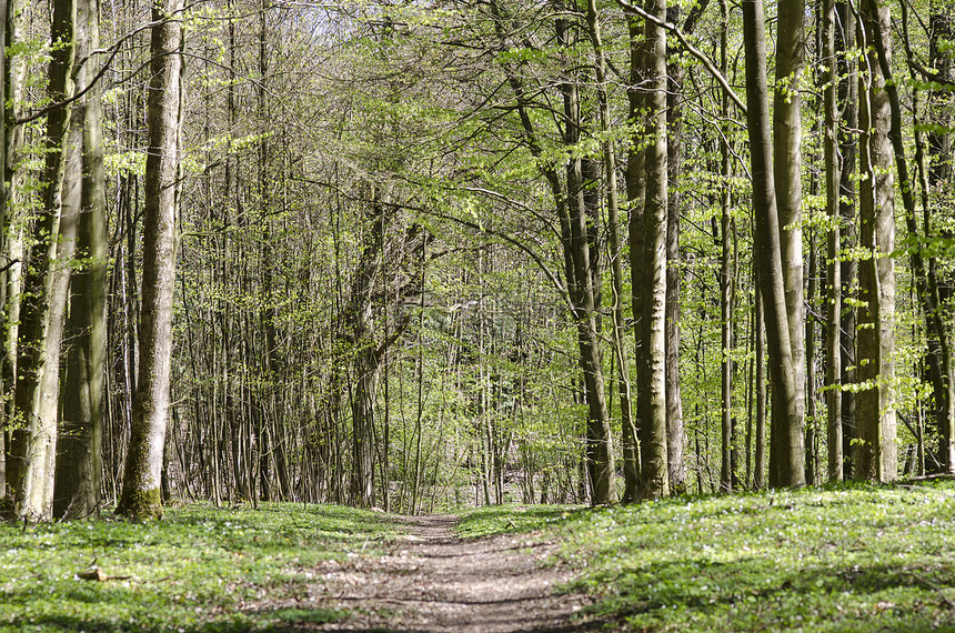 春天的森林路径叶子晴天植物阴影公园树干林地环境途径小路图片